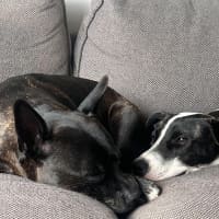 Photo of Comet