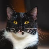 Photo of Sheba
