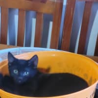 Photo of Sabrina *9 Lives Project Rescue*