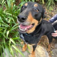 Photo of Banjo