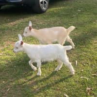 Photo of Molly And Biscuit
