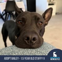 Photo of Bailey   1.5 Year Old Staffy X