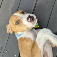 Photo of Sparky