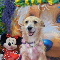 Photo of Polly