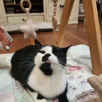 Photo of Melvin