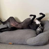 Photo of Panda, The Greyhound