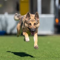 Photo of Stella Imp 10