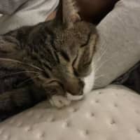 Photo of Aura * 9 Lives Project Rescue*