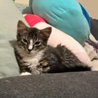 Photo of Calypso