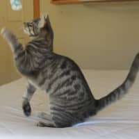 Photo of Orion