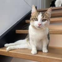 Photo of Miso   In Foster Care In Macleod