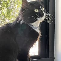 Photo of Alfred (9124)