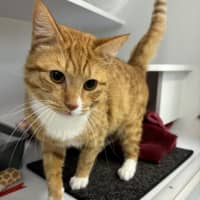 Photo of Twinkie
