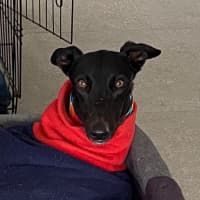 Photo of Georgia The Greyhound 