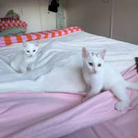 Photo of Paneer (With Halloumi)