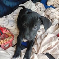 Photo of Tippy 