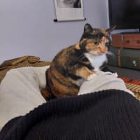 Photo of Harmony
