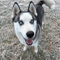 Photo of Cheeko