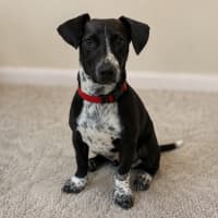Photo of Angus