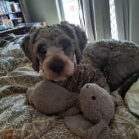 Photo of Teddy