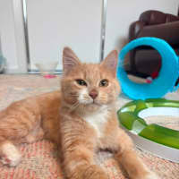 Photo of Ember (Was Creamy)