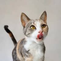 Photo of Lady Marmalade 