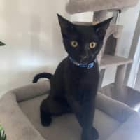 Photo of Shadow 