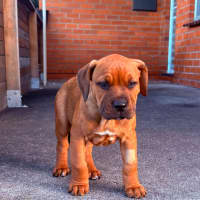 Photo of Muffin