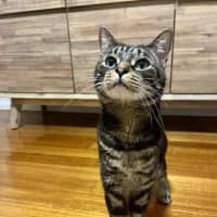 Photo of Jeff   In Foster Care In Doncaster East