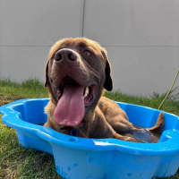 Photo of Koda   1.5 Year Old Labrador X