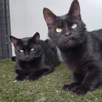 Photo of Licorice & Midnight Sta012634 & Sta012635