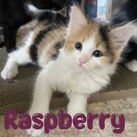Photo of Raspberry