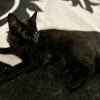 Photo of Nox   Located In Lower Plenty