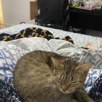 Photo of Honey