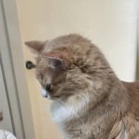 Photo of Marshmallow