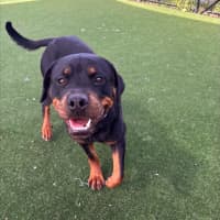 Photo of Moon Imp 29