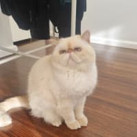 Photo of 🥣Tofu🥣