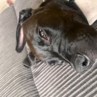 Photo of Junior   4 Month Old Staffy X