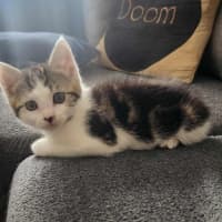 Photo of Katniss & Parsnip