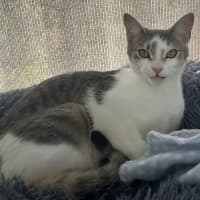 Photo of Pilchard And Sardine