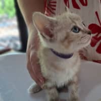 Photo of Pepper (K77)