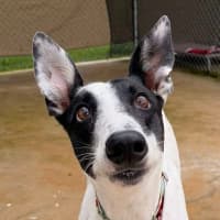 Photo of Tulip The Greyhound