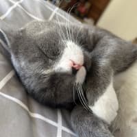 Photo of Cashew