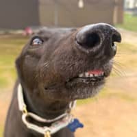 Photo of Evelyn The Greyhound