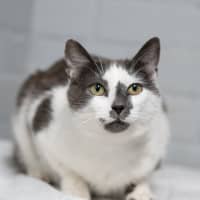 Photo of Primrose