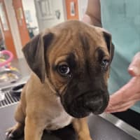 Photo of Titan (Was Tank)