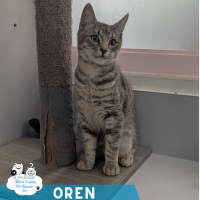 Photo of Oren