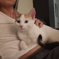 Photo of Peanuts