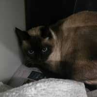 Photo of Zelda