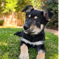 Photo of Dragonfruit 